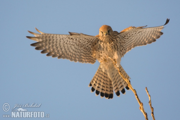 Turmfalke (Falco tinnunculus)