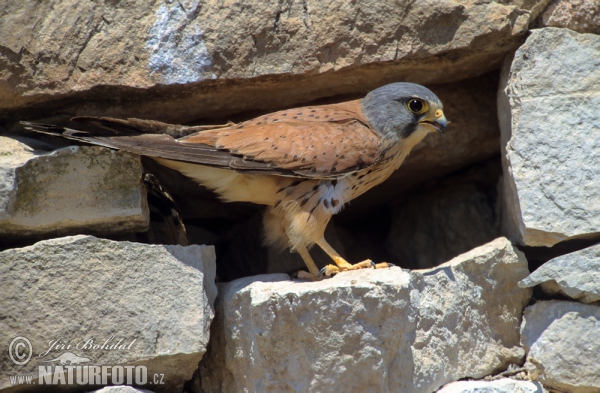 Turmfalke (Falco tinnunculus)