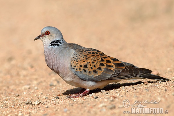 Turteltaube (Streptopelia turtur)