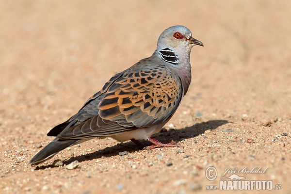 Turteltaube (Streptopelia turtur)