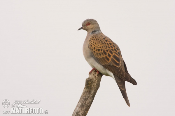 Turteltaube (Streptopelia turtur)