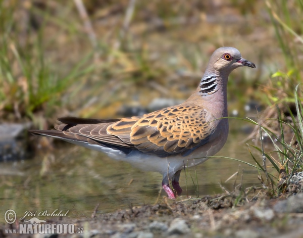 Turteltaube (Streptopelia turtur)