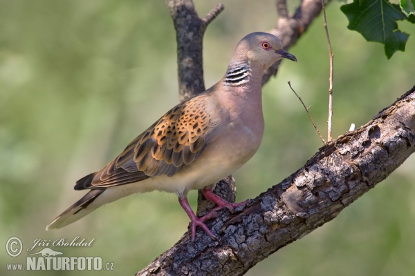 Turteltaube (Streptopelia turtur)