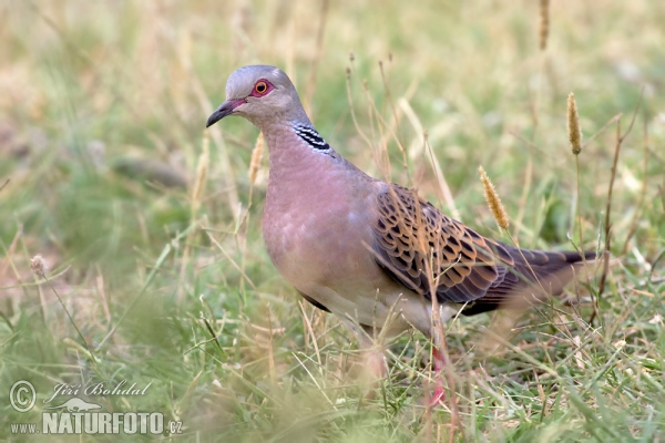 Turteltaube (Streptopelia turtur)