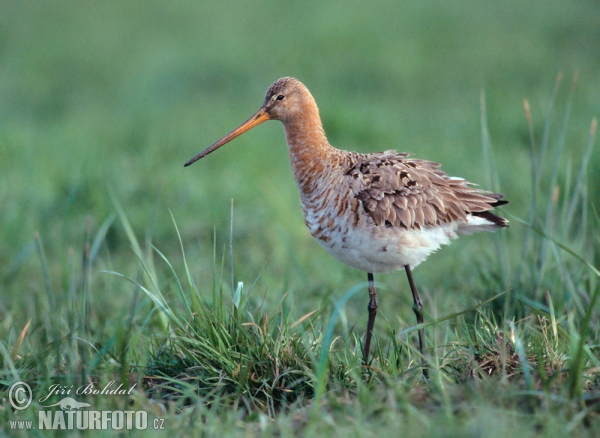 Uferschnepfe (Limosa limosa)