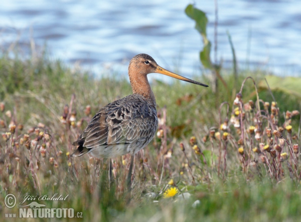 Uferschnepfe (Limosa limosa)