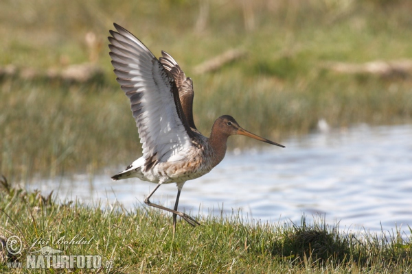 Uferschnepfe (Limosa limosa)