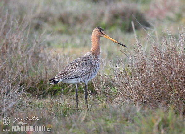 Uferschnepfe (Limosa limosa)