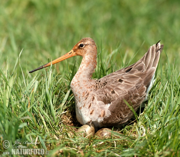 Uferschnepfe (Limosa limosa)