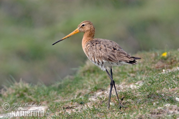 Uferschnepfe (Limosa limosa)