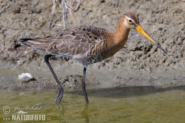 Uferschnepfe (Limosa limosa)