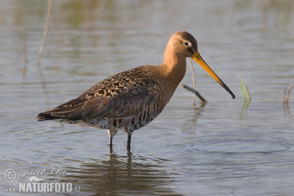 Uferschnepfe (Limosa limosa)