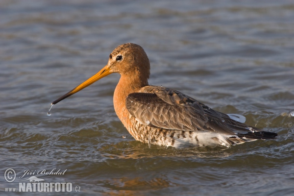 Uferschnepfe (Limosa limosa)