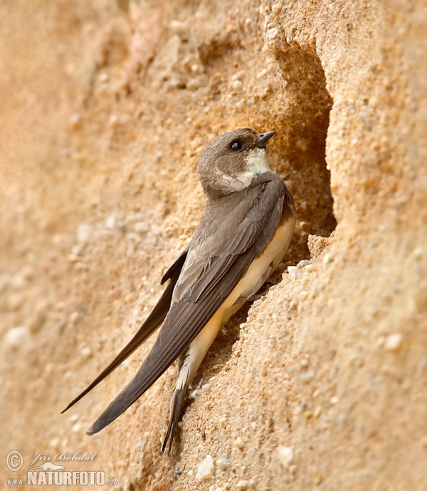 Uferschwalbe (Riparia riparia)