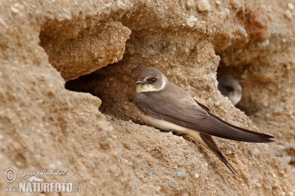 Uferschwalbe (Riparia riparia)