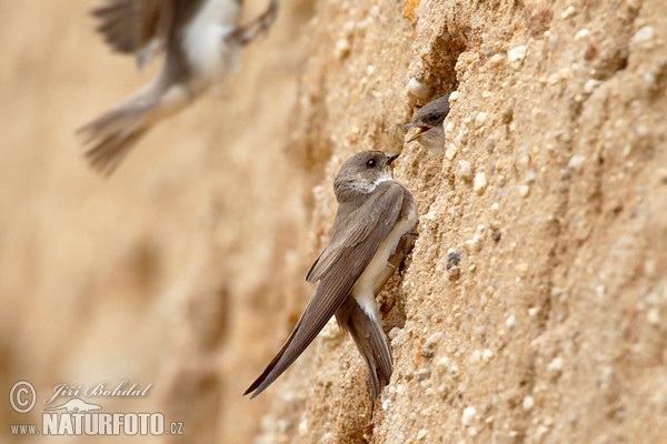 Uferschwalbe (Riparia riparia)