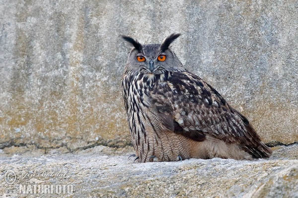 Uhu (Bubo bubo)