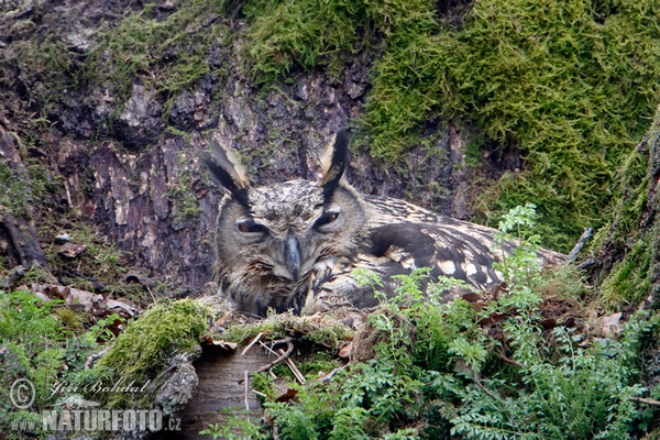 Uhu (Bubo bubo)