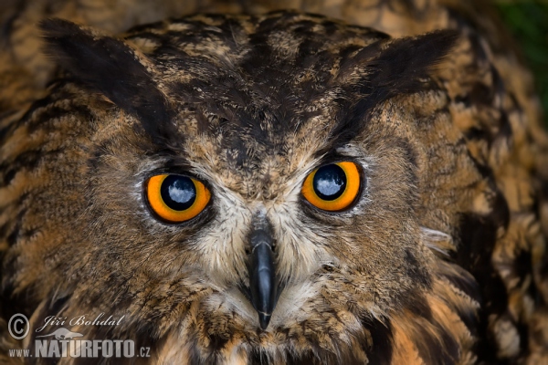 Uhu (Bubo bubo)