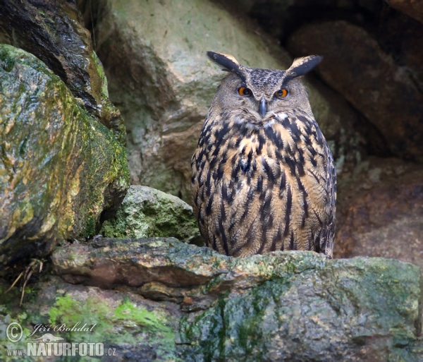 Uhu (Bubo bubo)