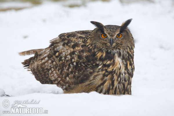 Uhu (Bubo bubo)