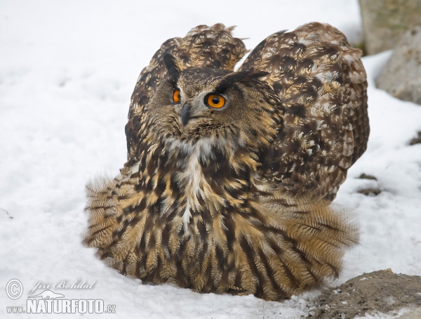 Uhu (Bubo bubo)