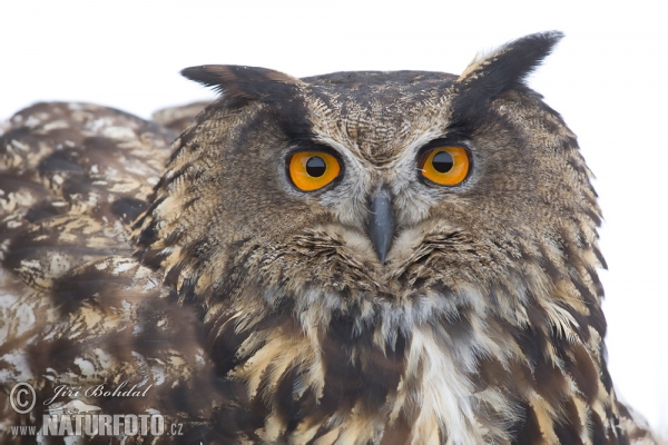 Uhu (Bubo bubo)