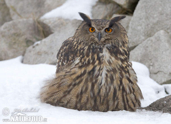 Uhu (Bubo bubo)