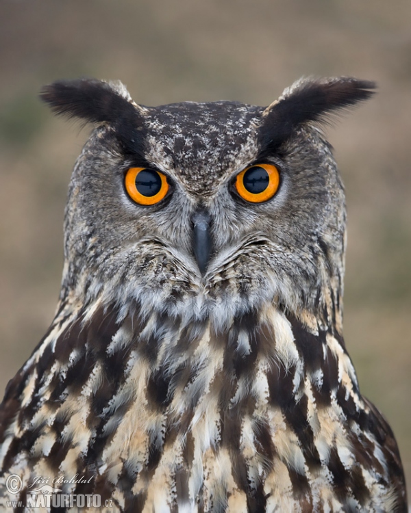 Uhu (Bubo bubo)