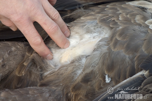 Vergiftet Seeadler (Haliaeetus albicilla)