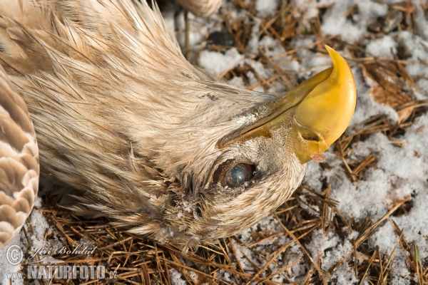 Vergiftet Seeadler (Haliaeetus albicilla)