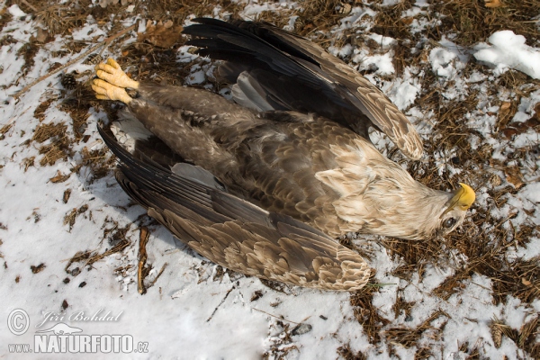 Vergiftet Seeadler (Haliaeetus albicilla)