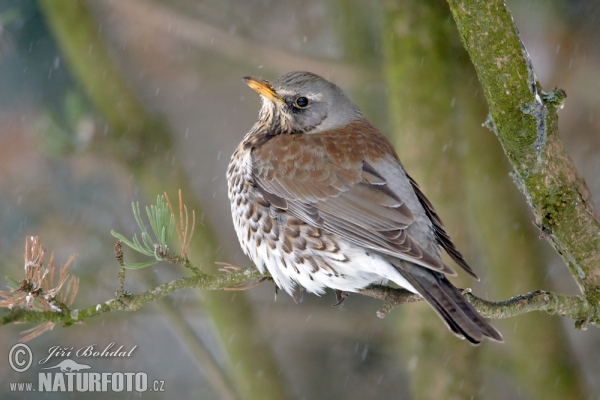 Wacholderdrossel (Turdus pilaris)