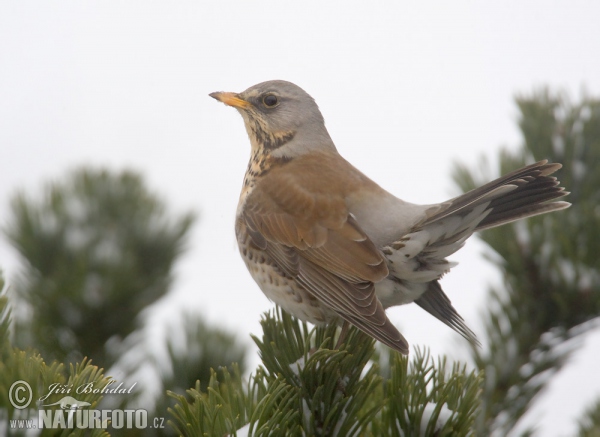 Wacholderdrossel (Turdus pilaris)