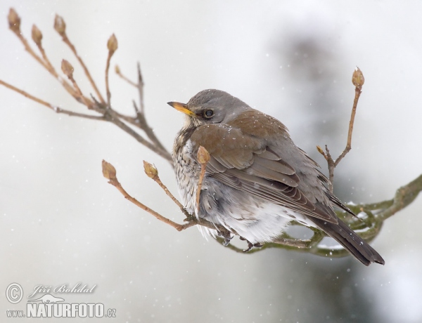 Wacholderdrossel (Turdus pilaris)