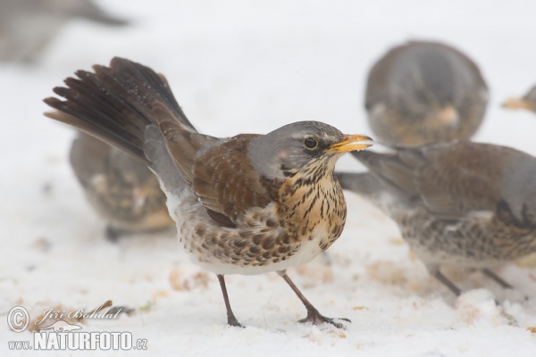 Wacholderdrossel (Turdus pilaris)