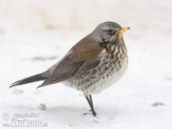 Wacholderdrossel (Turdus pilaris)