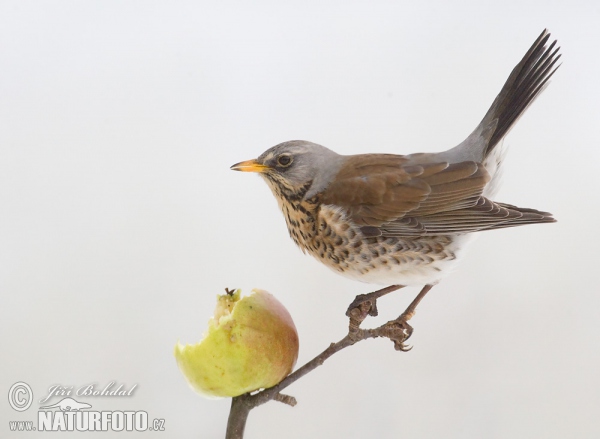 Wacholderdrossel (Turdus pilaris)