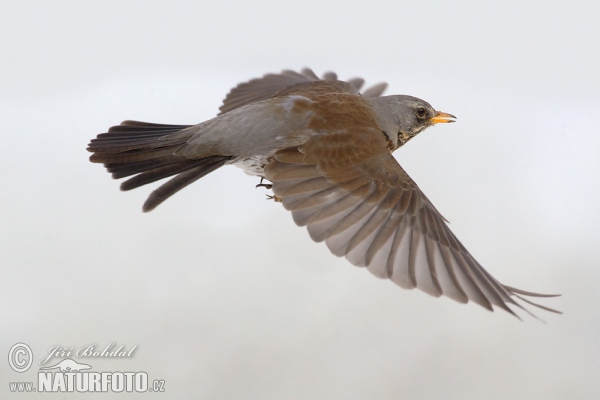 Wacholderdrossel (Turdus pilaris)