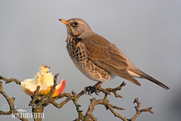 Wacholderdrossel (Turdus pilaris)