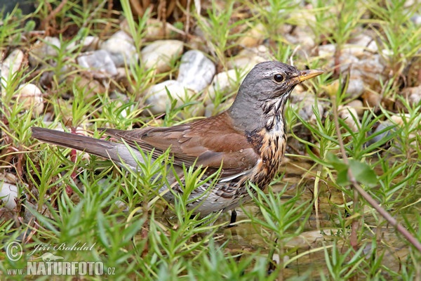 Wacholderdrossel (Turdus pilaris)