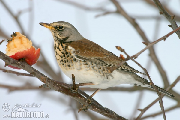 Wacholderdrossel (Turdus pilaris)