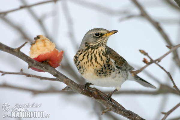 Wacholderdrossel (Turdus pilaris)