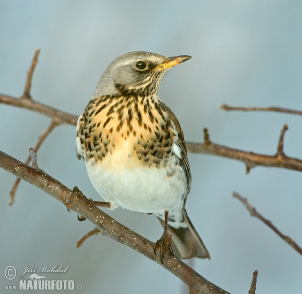 Wacholderdrossel (Turdus pilaris)