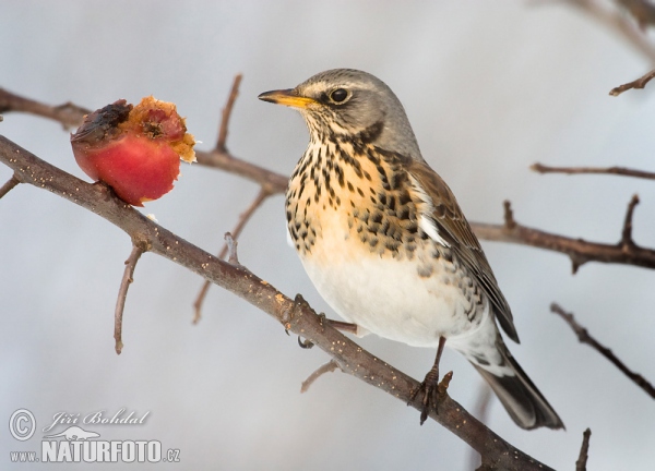 Wacholderdrossel (Turdus pilaris)