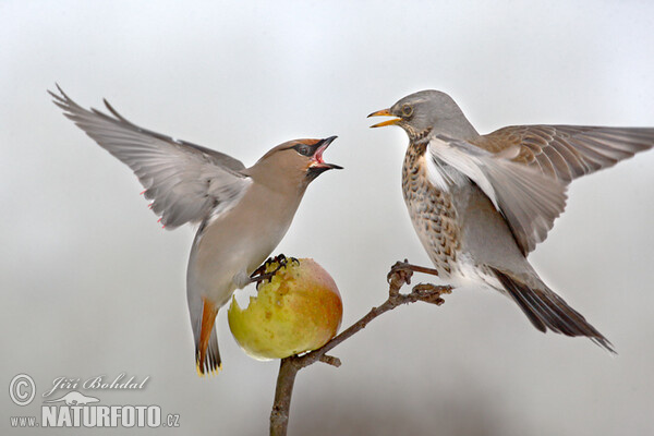 Wacholderdrossel und Seidenschwanz (Turdus pilaris)