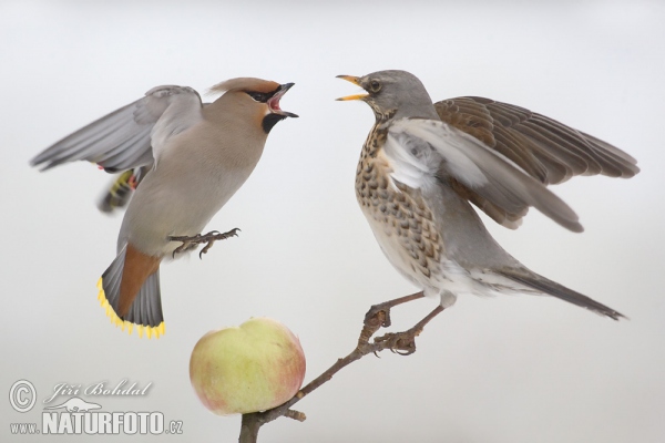 Wacholderdrossel und Seidenschwanz (Turdus pilaris)