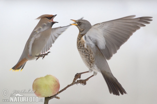 Wacholderdrossel und Seidenschwanz (Turdus pilaris)