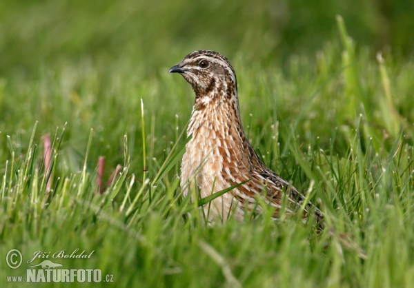 Wachtel (Coturnix coturnix)