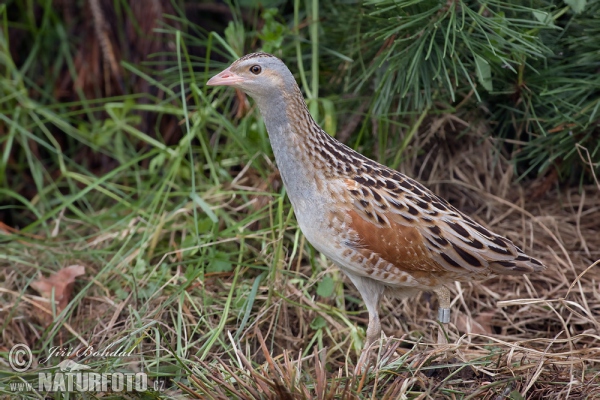 Wachtelkönig (Crex crex)